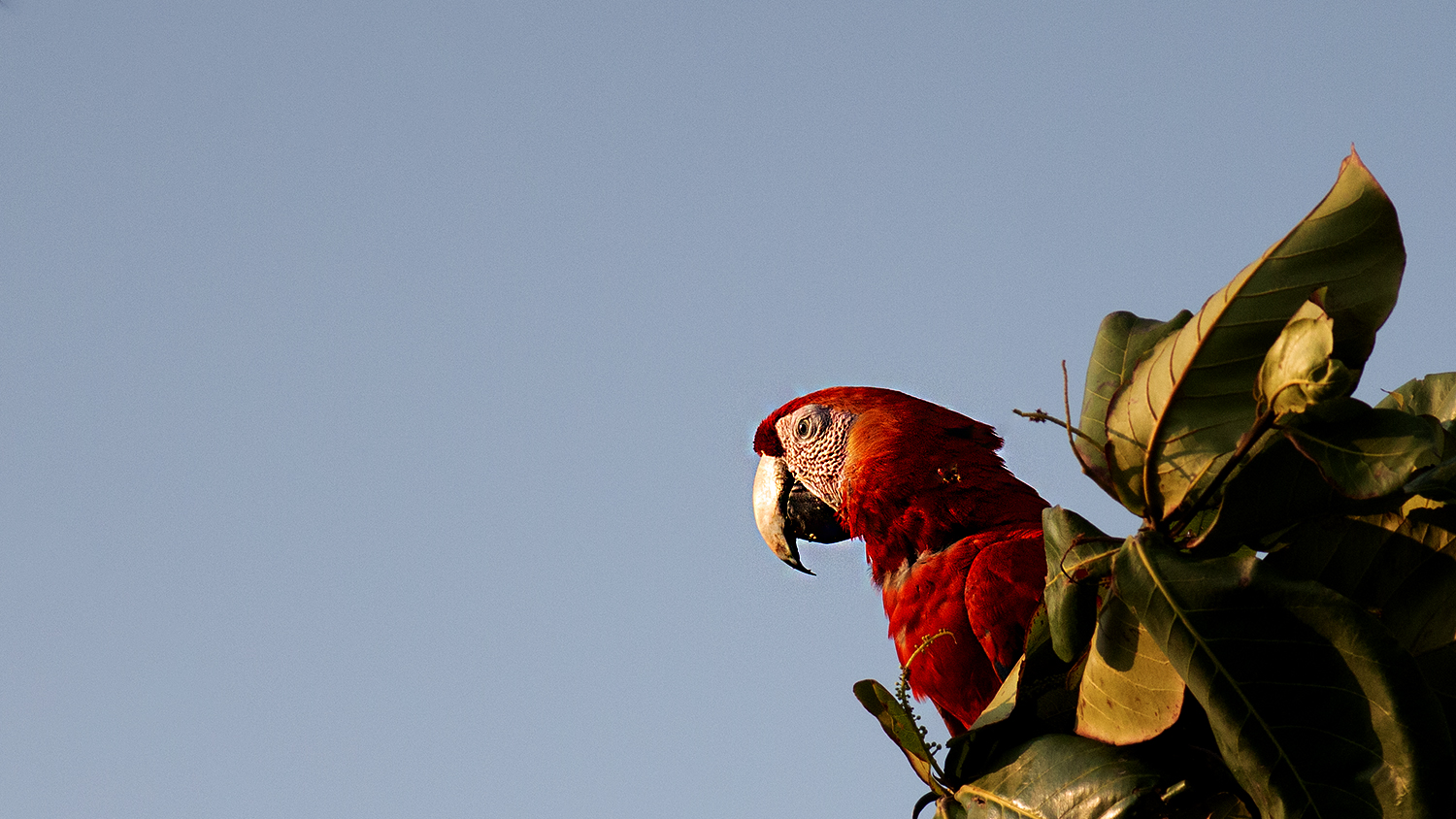 Scarlet Macaw — Ana fotoğraf